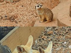-昆明动物园