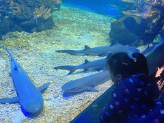 -江和美海洋公园