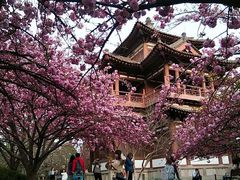 -西安青龙寺遗址景区