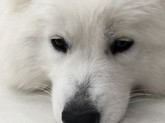 -汪说·狗咖·拼豆·宠物周边DIY(旺城大厦店)