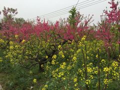 -南汇桃花村