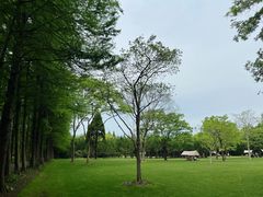 -上海滨江森林公园