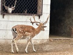 -青藏高原野生动物园