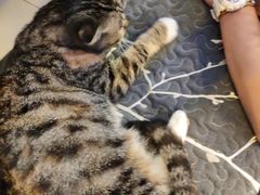 -平行世界·猫咖(首经贸店)