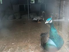 -小仙居·农家宴烤羊· 农庄