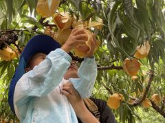 -老袁家蜜桃农场·阳山水蜜桃