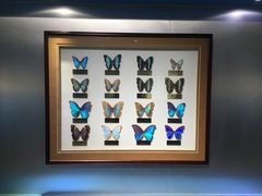 -上海昆虫博物馆