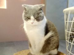 -猫儿山۰猫主题餐厅