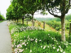 -上海长兴岛郊野公园