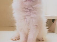 -十年猫舍·猫咪专门店(普陀店)