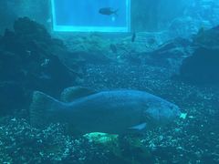 -海棠湾洲际-涛·海底餐厅·美人鱼·自助餐·海底隧道