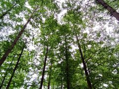 -白水寺森林公园