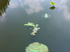 -荷塘月色湿地公园·向阳花洲