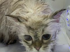 -爱洗澡的猫(天河路店)