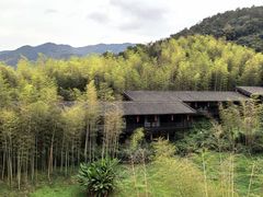 -大唐贡茶院