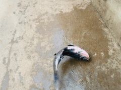 -姥家大锅台水库渔家