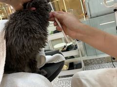 -momokira米努特·德文卷毛猫·棉花面纱犬