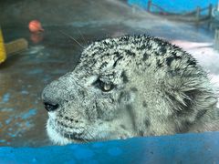 -青藏高原野生动物园