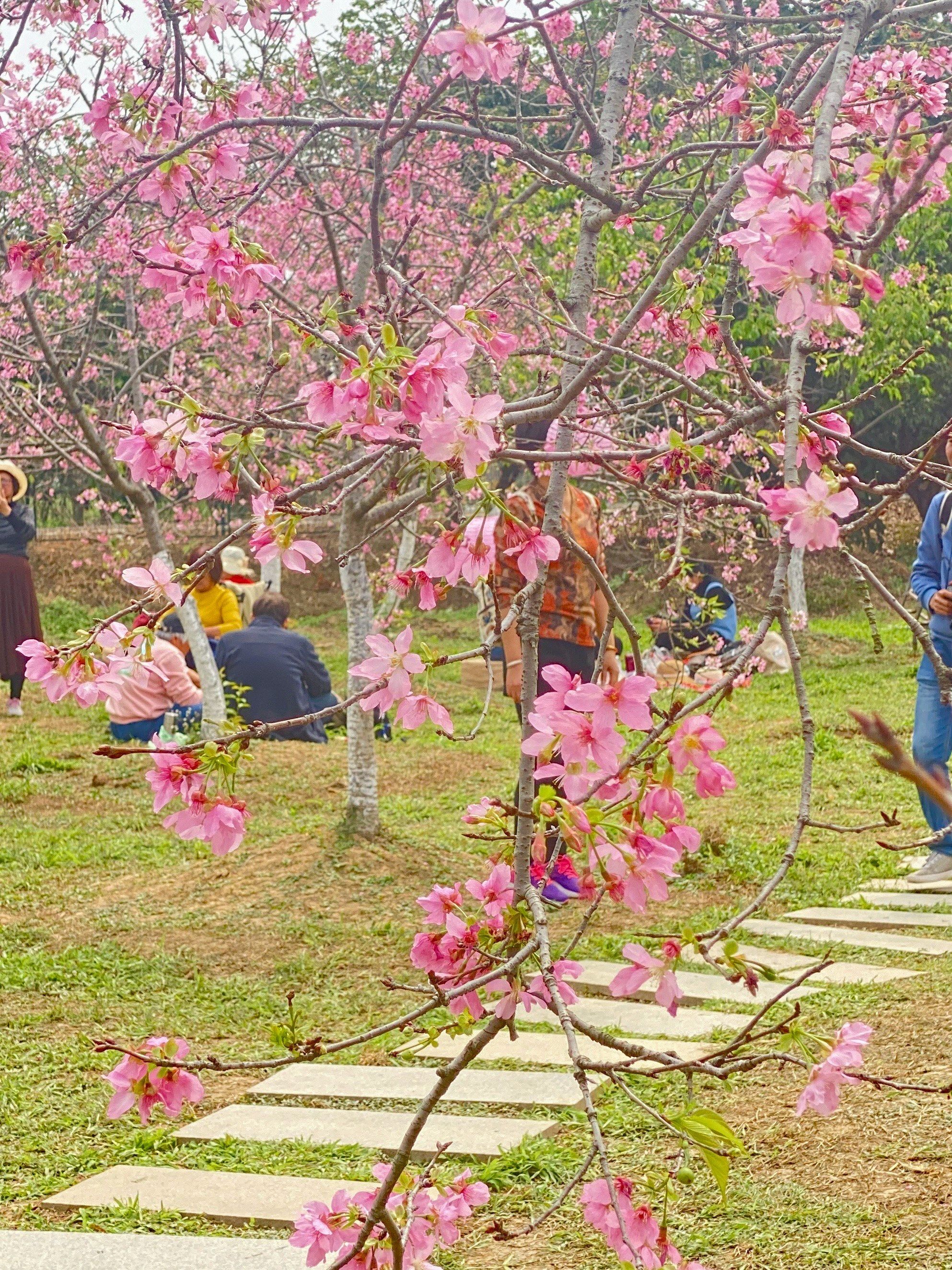 海珠湿地公园二期的樱花盛开了!
