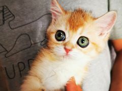 -Bastet sally猫舍购宠(静安店)