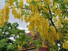 -西双版纳总佛寺