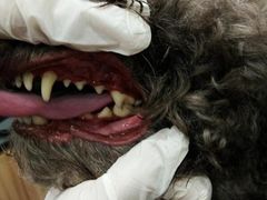 -八公叔叔宠物美容连锁(春申店)