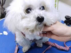 -佳雯宠物医院(金华南路分院)