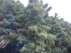 -苍山感通索道