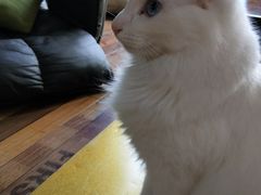 -猫咪咖啡·猫咖(万达广场店)