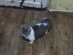 -猫色咖啡·猫咖