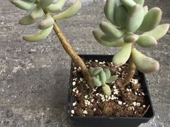 -龙大花卉苗木市场