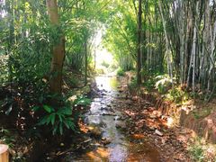 -田心森林公园