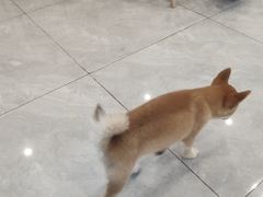 -柴犬小屋·柴餐厅·狗咖食堂(金鼎广场店)