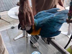 -吉丁鸟咖·异宠·寄养