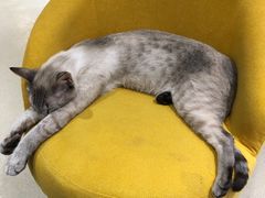 -藏猫猫咖啡主题馆(中央大道店)