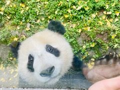 -都江堰中华大熊猫苑