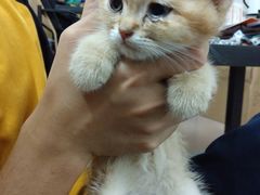 -袖虎·猫馆(体育西路店)