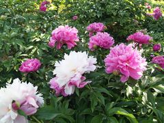 -长春公园(普阳街道)