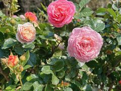 -人民公园(罗湖区)