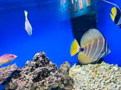 -沙沙哗啦海洋馆(华宇百花谷店)