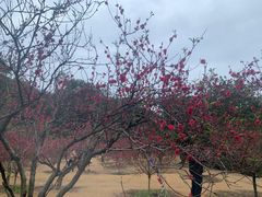 -南国桃园旅游度假区