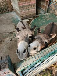 -萌宠亲子动物乐园(槐房万达店)