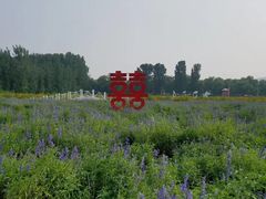 -北京东方普罗旺斯薰衣草庄园
