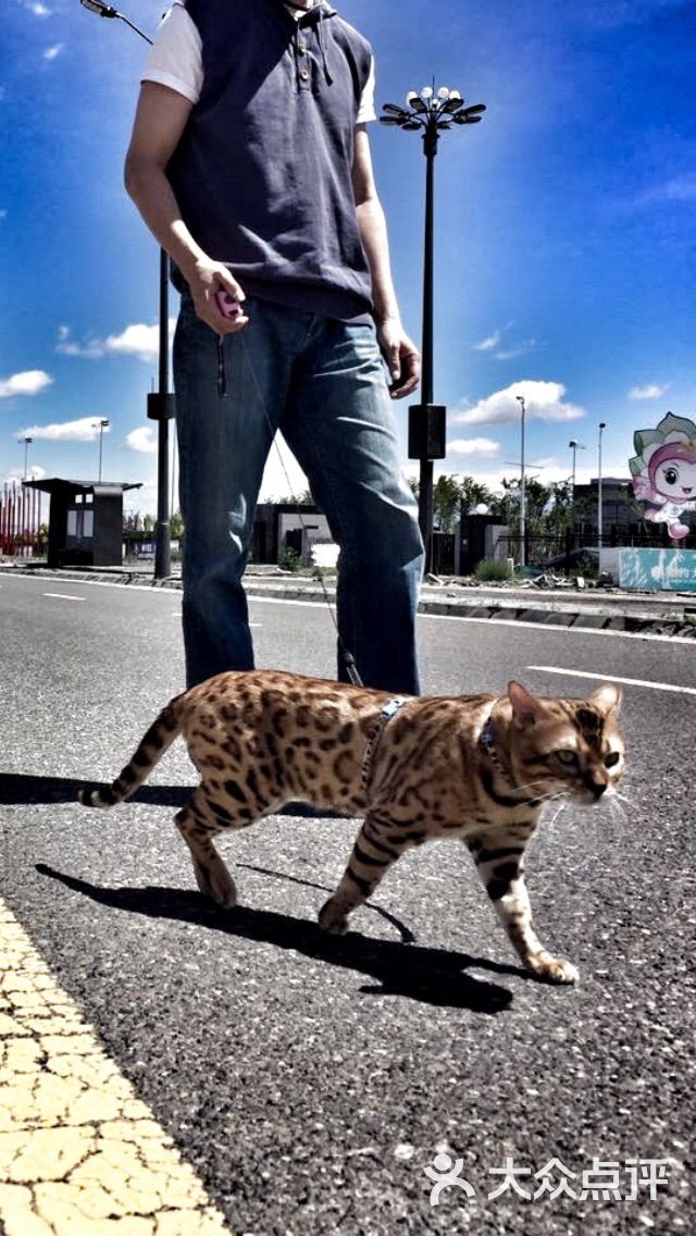 阿豹酱之猫私屋上传的图片