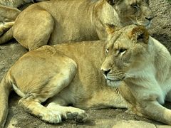 -北京野生动物园