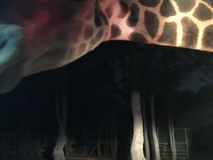 -清迈夜间动物园
