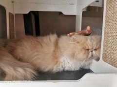 -more than meow吴止猫主题餐厅(承德 中船汇店)