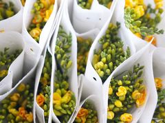 -花生FM_FLOWERS