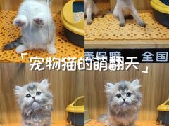 -欣宠猫屋·矮脚拿破仑·蓝金金渐层