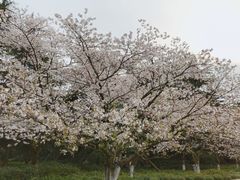 -西湖外事游船(花港观鱼码头)